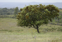 Azinheira, Quercus ilex, Martim Longo