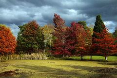 Arboretum des Grandes Bruyères , au coeur de la forêt d'Orléans .