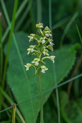 Gymnadeniopsis clavata (Club-spur orchid)