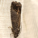 Moth IMG 5437