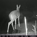 Whitetail deer at night