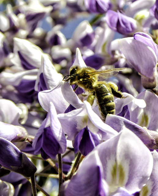 P1010333b Bee on Wisteria flower