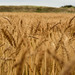 Wheat field_June