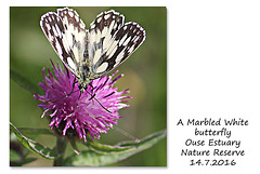 Marbled White in the Ouse Estuary Nature Reserve - 14.7.2016