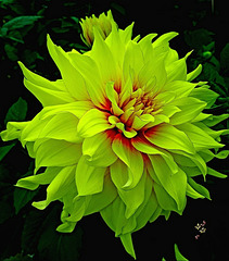 ~ Dahlia ~   Happy Easter to you all !!