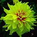 ~ Dahlia ~   Happy Easter to you all !!