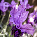 P1010336ab Lavender flower
