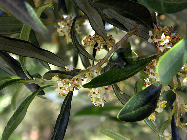 conoscete i fiori dell'ulivo ? conoscete i fiori dell'ulivo ?