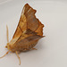 Moth IMG 5486