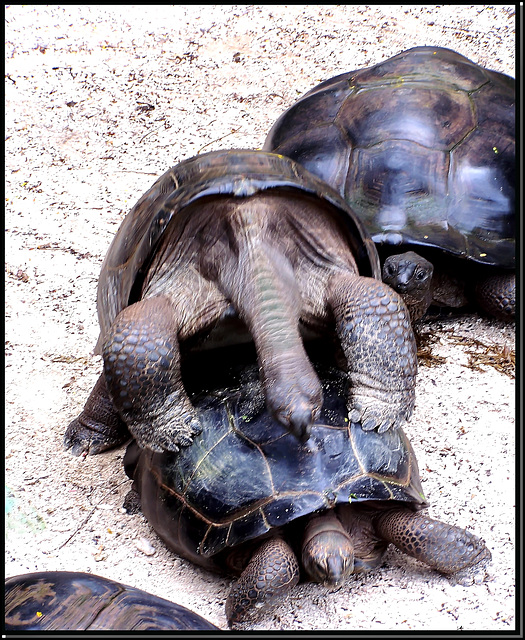 MAHE' : Le tartarughe giganti sanno cosa fare per evitare una futura estinzione !!