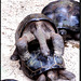 MAHE' : Le tartarughe giganti sanno cosa fare per evitare una futura estinzione !!