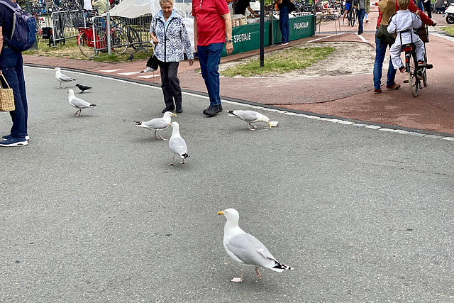 Gulls about town