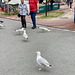 Gulls about town