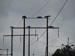 Black vultures drying off after a rainy morning