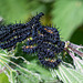 Peacock Caterpillars-DSZ4336