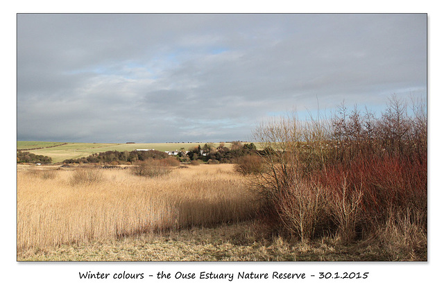 Winter colours - Ouse Estuary Nature Reserve - 30.1.2015