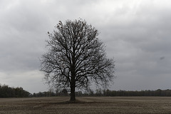 A Tree on Benton Road