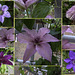 A Collage of Clematis flowers for HFF