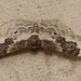IMG 5400 Moth