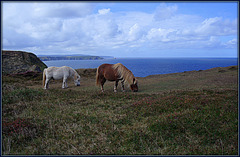 Ponies on Treaga Hill. Nature's lawnmowers in action!