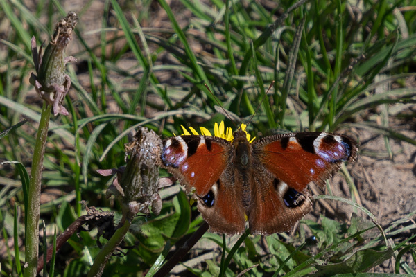 Peacock-DSZ2821