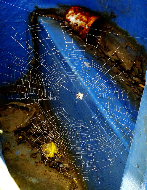 Web With Spider