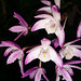 Australian native orchid