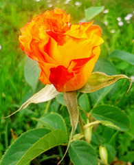 The prettiest rose from my garden