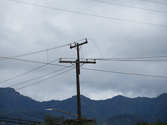 Hawaiian Electric Company 12.5kV
