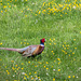 Pheasant-DSZ2945