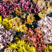 Blumensträusse auf dem Markt in Narbonne - 2004-09-30--Ix500-IMG 0919