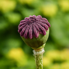 Poppy seedpod