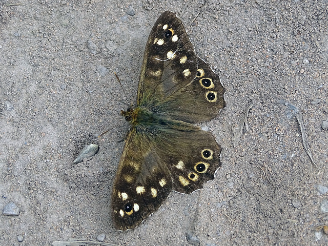 Speckled Wood.  Pararge aegeria