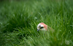 Jay in the grass