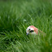 Jay in the grass