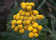Tansy (Tanacetum vulgare) 26th August 2010