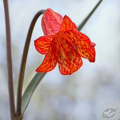Pictures for Pam, Day 149: Scarlet Fritillary Blossom