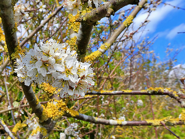 Hawthorne Blossom
