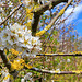 Hawthorne Blossom