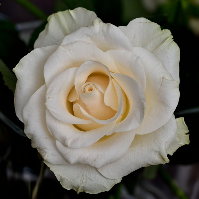 A rose for IPERNITY (cut-flower)