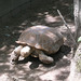 Spur-thigh tortoise