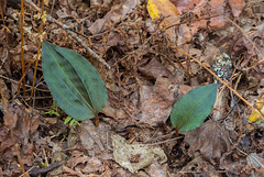 Tipularia discolor (Crane-fly orchid) winter leaf