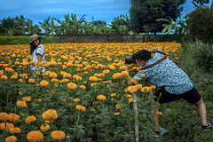 Get photographed in a marigold field