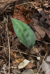 Tipularia discolor (Crane-fly orchid) winter leaf 01