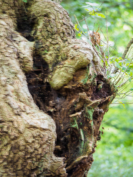 Twisted tree face