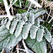 Even a dead fern looks pretty with ice (2)