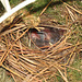 Baby wrens in nest - 19 June