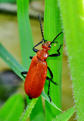 Cardinal Beetle. Pyrochroidae