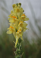 Common Toadflax (Linaria vulgaris) at Scout Green 21st August 2010
