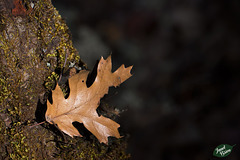 Pictures for Pam, Day 34: Black Oak Leaf Stuck on Trunk